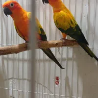 طوطی خورشیدی|پرنده|اهواز, کوی ملی راه|دیوار