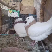 کبوتر|پرنده|سمیرم, |دیوار