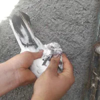 کفتر چند تا کلدار‌ سرو کله دار همه استثنایی