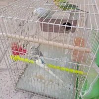 ۳عدد مرغ عشق با لوازم