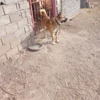 این سگ در حوالی سلماس مغانجوق گم شوده