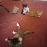 واگذاری رایگان بچه گربه|گربه|شیراز, فرگاز|دیوار