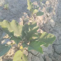 نشا بادنجون درجه یک