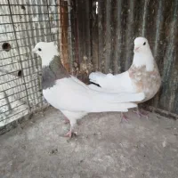 کبوتر کفتر رنگی دمسفید چادری هفترنگ طوقی|پرنده|چهاردانگه (تهران), |دیوار