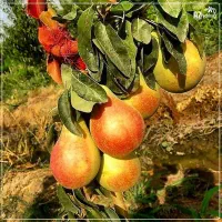 فروش تمامی نهال ها|خدمات باغبانی و درختکاری|قم, دورشهر|دیوار