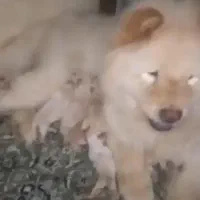 چاو چاو ماده|سگ|مشهد, شریف|دیوار