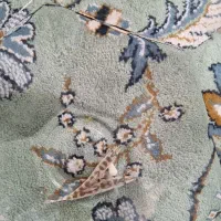 لوچ دلقک پاکستانی|ماهی|پاکدشت, پارچین|دیوار