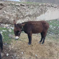 الاغ دو ساله نر