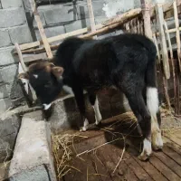 فروش ورزا|حیوانات مزرعه|لشت نشا, |دیوار