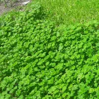 توله درجه یک باغی