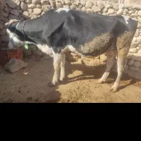 گاو سیمینتال