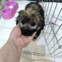 توله شیتزو ۲ماهه