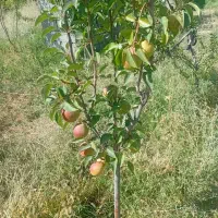هرس کار میوه