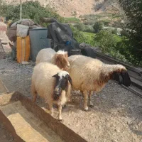 گوسفند‌داشتی‌
