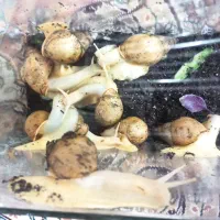 حلزون مخصوص پوست.آلبینو و آچاتینا