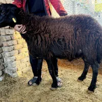 سه راس نر بره قوچ تخمی|حیوانات مزرعه|فاضل آباد, |دیوار