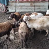 فروش گوسفند با بره