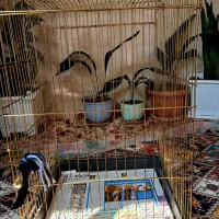 قفس