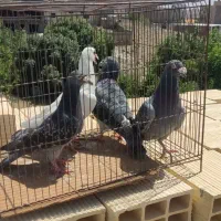 کبوتر|پرنده|بومهن, |دیوار