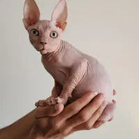 گربه اسفینکس ماده سه ماهه