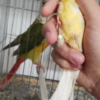 قناری سوپر کشیده|پرنده|شاهرود, |دیوار