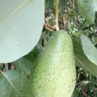 خری** تناژ اووکادو شمال(شرق مازندران)|خوردنی و آشامیدنی|تهران, تهرانپارس غربی|دیوار