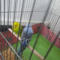 فروش  یه جفت مرغ عشق|پرنده|بندرعباس, |دیوار