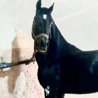 خالص ایرانی