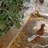 جفت دم سفید سرخ زرد