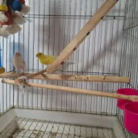 یک جفت قناری نر و ماده جوان  با تضمین سلامت|پرنده|بجنورد, |دیوار