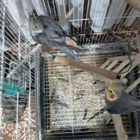 عروس هلندی نروماده