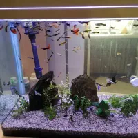 آکواریوم 120 لیتری با ماهی و گیاه طبیعی