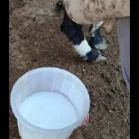 سلام وقت به خیر فروش یک گله بز پاکستانی