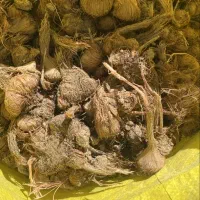 پیاز زعفران|عمده‌فروشی|مشهد, دانشجو|دیوار