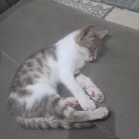 این گربه در محدکده اداره کل دامپزشکی رسالت گم شده