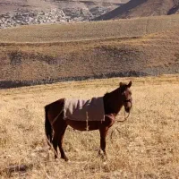 اسب مادیان کورد عرب|اسب و تجهیزات اسب‌سواری|ارومیه, |دیوار