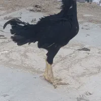 خروس و مرغ