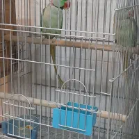 شاه طوطی یا طوطی اسکندر