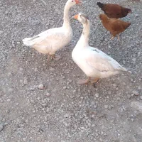 دو عدد غاز محلی