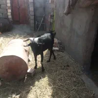 نربزمورسیا اصل