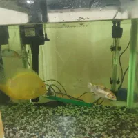 آکواریوم|ماهی|پاکدشت, پاکدشت (مامازند)|دیوار