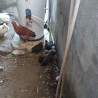 مرغ و خروس بزرگ و اردک|حیوانات مزرعه|آمل, |دیوار