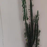 گل افوربیا