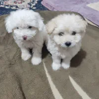 سگ‌های کوچولو نر وماده|سگ|بندرعباس, |دیوار