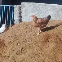 خروس چهل تاج