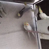 ۹عددعروس هلندی نروماده|پرنده|برخوار, |دیوار