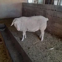 قوچ لاکن و نر بز آلپاین|حیوانات مزرعه|کرمان, |دیوار