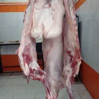 بره قلم آبی گوسفند زودپز|حیوانات مزرعه|قم, الغدیر|دیوار