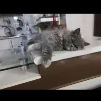 گربه خاکستری پرشین|گربه|بهشهر, |دیوار