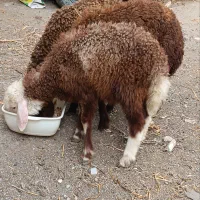 3راس بره